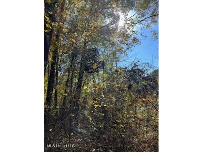 100 Acres of Hardwood &amp; Pine Timber - Recreational Tract Near - photo 24