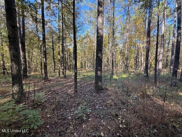 100 Acres of Hardwood &amp; Pine Timber - Recreational Tract Near - photo 28