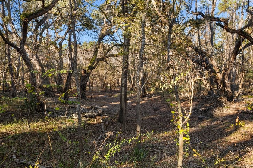 Country living at its best on this stunning 59-acre tract along - photo 6