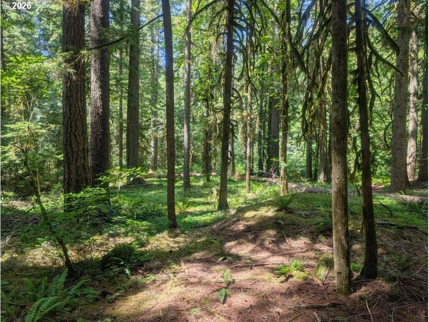 Built in 1930 and tucked among towering firs in the Mt. Hood - photo 3