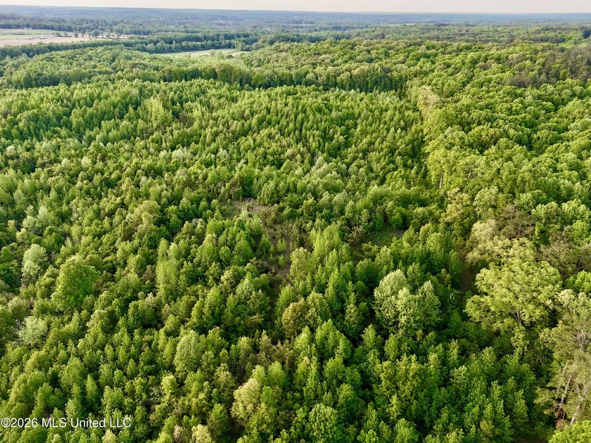 This exceptional 176+/- acre tract in Tippah County offers a - photo 38