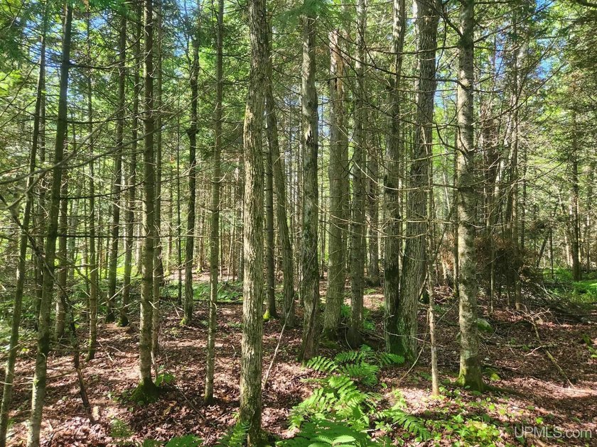 3.6-acre lot with over 800 feet of frontage on Wildwood Lake! A - photo 14