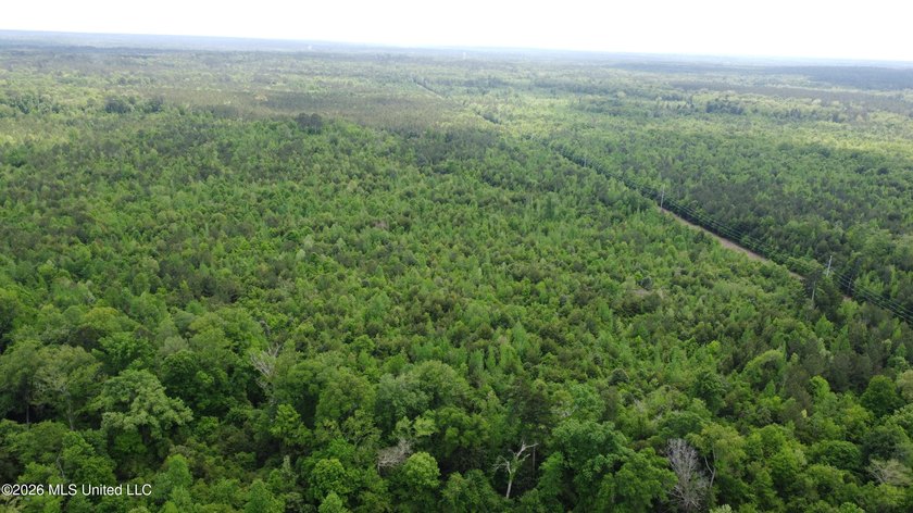 255+/- Acres | Hunting &amp; Recreation Tract | Braxton, MS If - photo 15