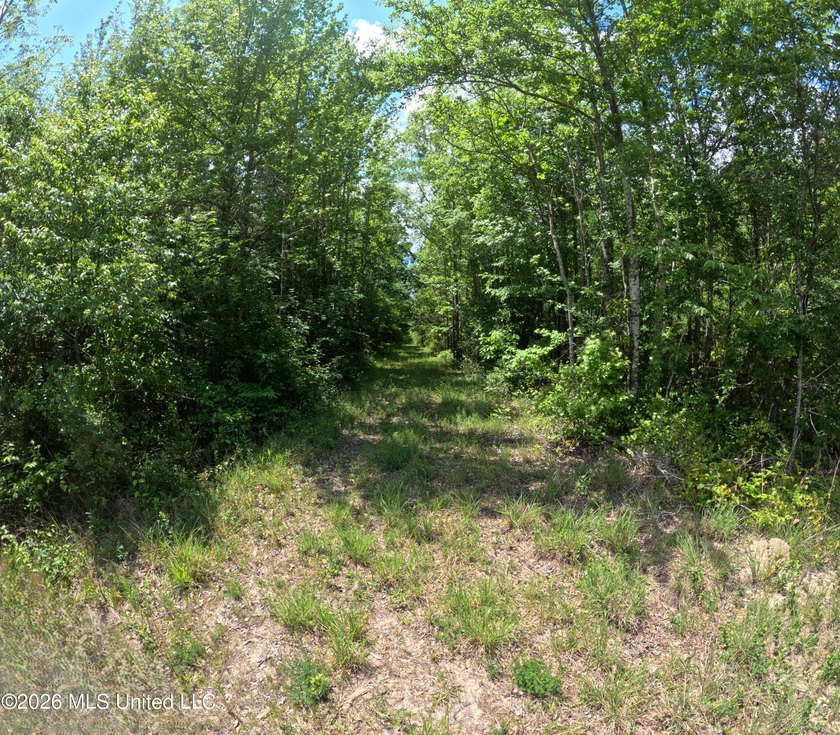 255+/- Acres | Hunting &amp; Recreation Tract | Braxton, MS If - photo 17
