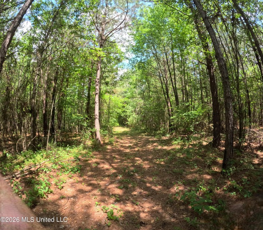 255+/- Acres | Hunting &amp; Recreation Tract | Braxton, MS If - photo 22