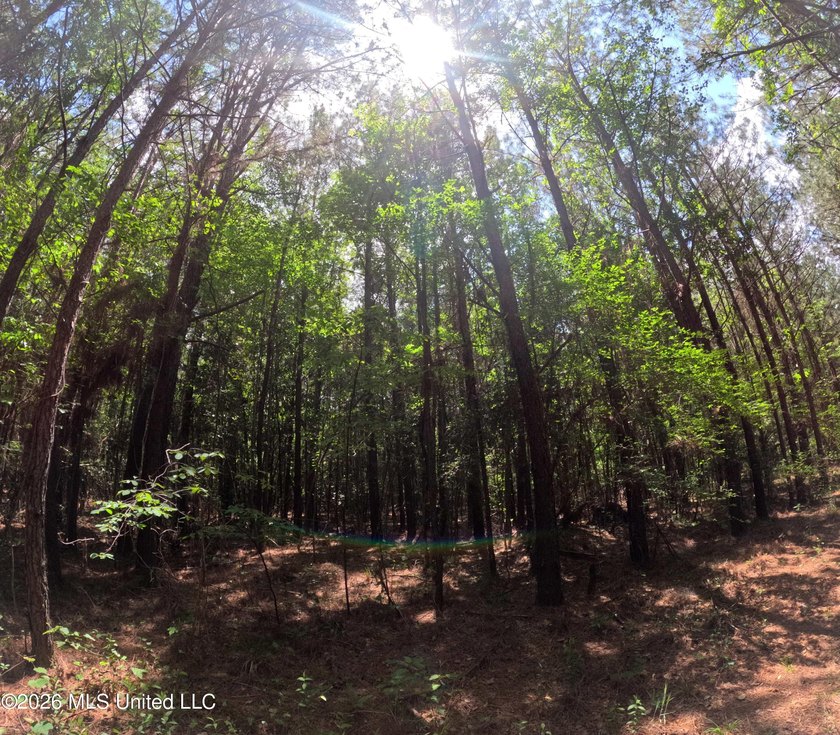255+/- Acres | Hunting &amp; Recreation Tract | Braxton, MS If - photo 25