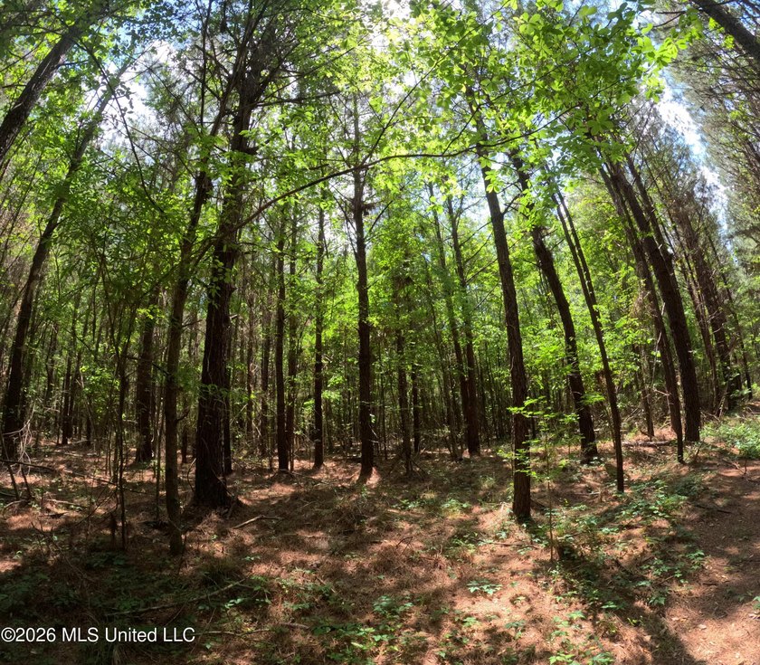 255+/- Acres | Hunting &amp; Recreation Tract | Braxton, MS If - photo 26