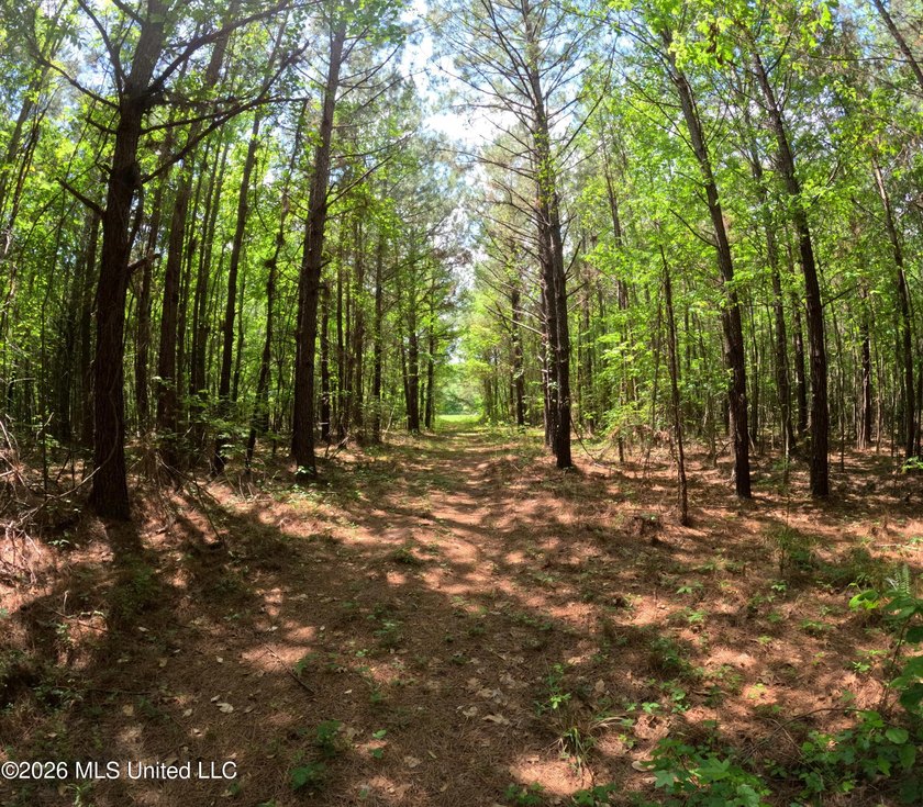 255+/- Acres | Hunting &amp; Recreation Tract | Braxton, MS If - photo 27