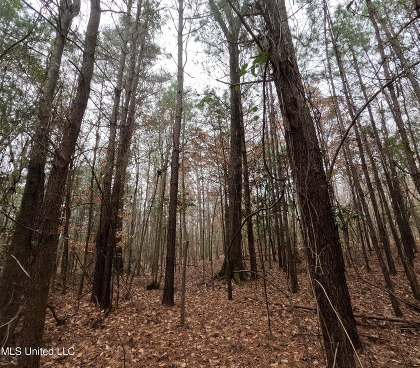 255+/- Acres | Hunting &amp; Recreation Tract | Braxton, MS If - photo 30