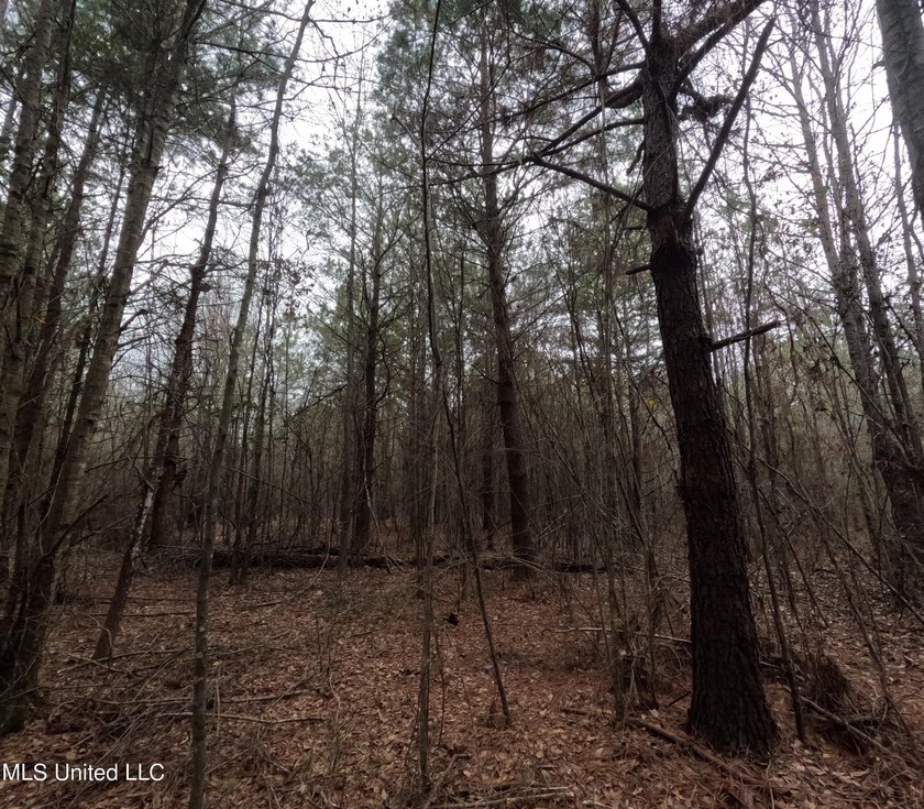 255+/- Acres | Hunting &amp; Recreation Tract | Braxton, MS If - photo 34