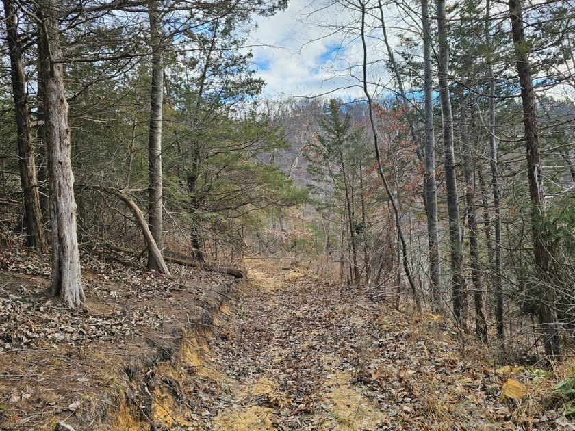 This beautiful 38 acres offers great seclusion, privacy and - photo 4