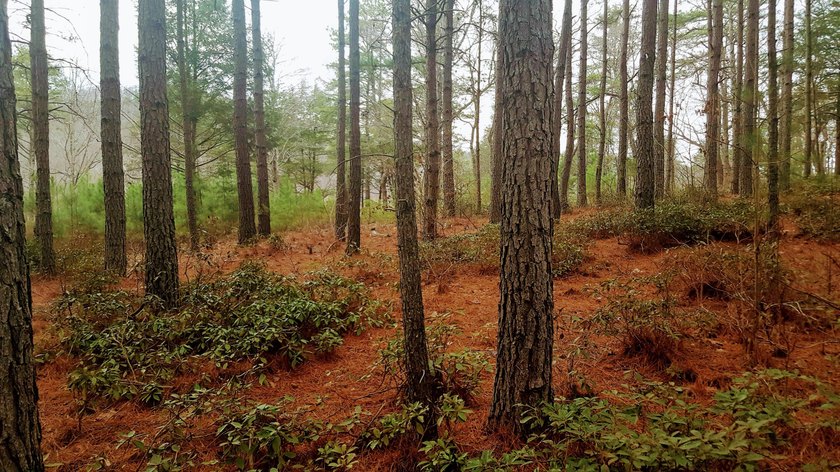 Beautiful view up and down the main channel from this wooded lot - photo 33