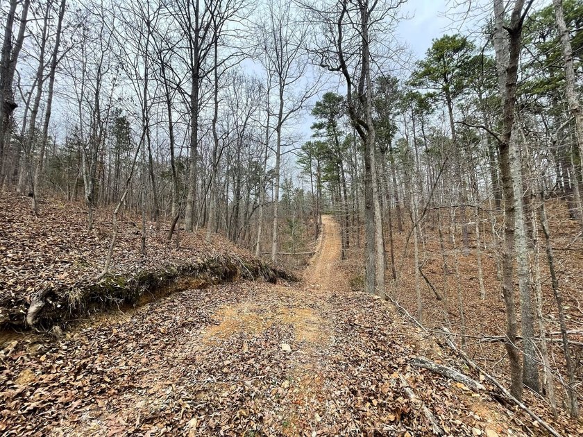 Hunting paradise with county road frontage! This incredible - photo 17