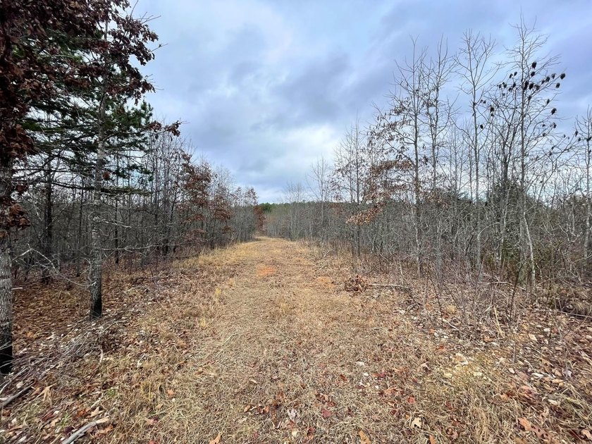 Hunting paradise with county road frontage! This incredible - photo 18