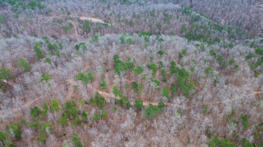 Hunting paradise with county road frontage! This incredible - photo 29