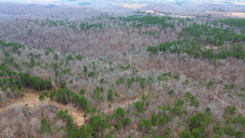 Hunting paradise with county road frontage! This incredible - photo 43