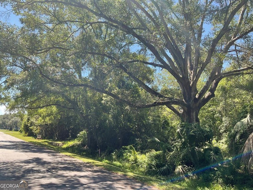This 0.32 Acres lot has tall hardwood trees and smaller palm - photo 2