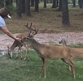 Enjoy Evening Rides Around The Lake And Hand Feed The Deer. - photo 9