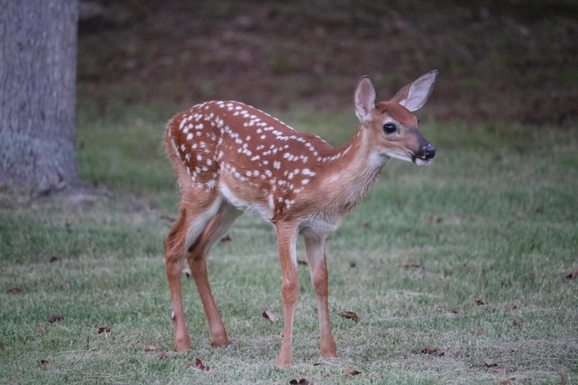 Love Viewing Our Abundant Wildlife. - photo 8