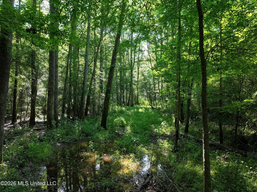This 105 +/- acres is located in Lincoln County, Mississippi - photo 11