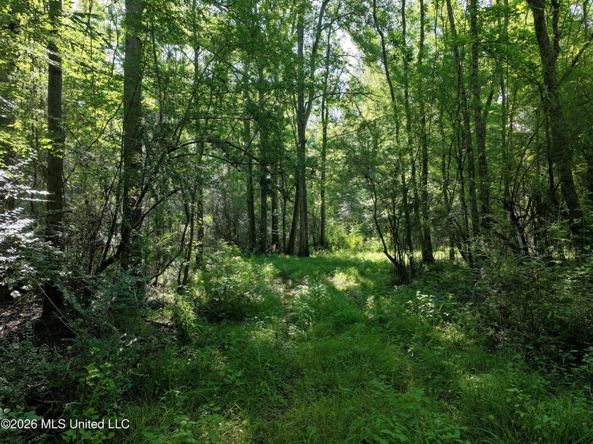 This 105 +/- acres is located in Lincoln County, Mississippi - photo 12