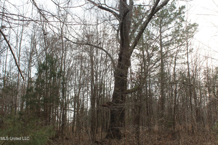 7.82 acres located south of Highway 78 between Red Banks and - photo 14