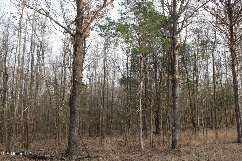 7.82 acres located south of Highway 78 between Red Banks and - photo 18