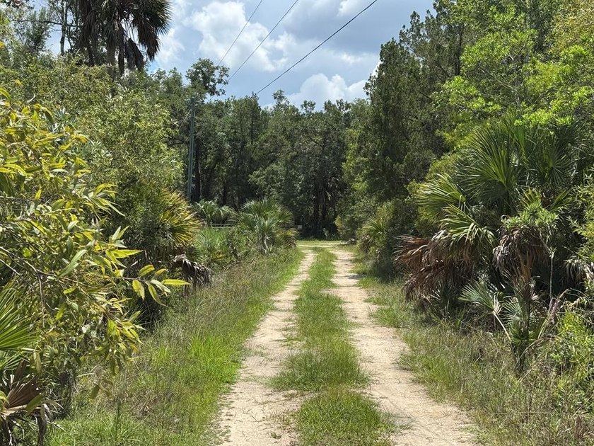 40 Acre Hunting Tract in Florida's Big Bend, located between - photo 2