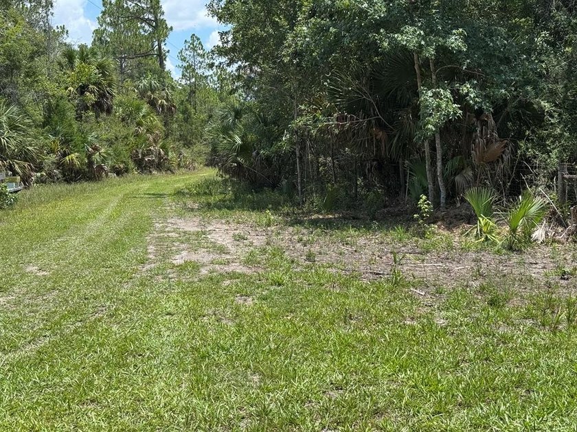 40 Acre Hunting Tract in Florida's Big Bend, located between - photo 4