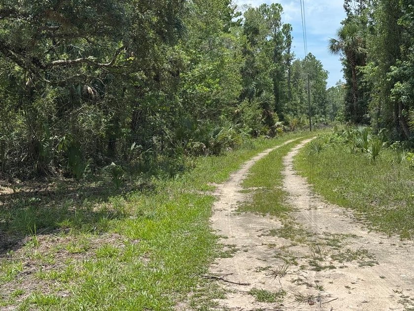 40 Acre Hunting Tract in Florida's Big Bend, located between - photo 5