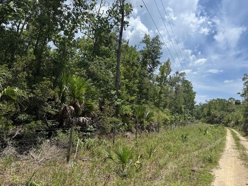 40 Acre Hunting Tract in Florida's Big Bend, located between - photo 6