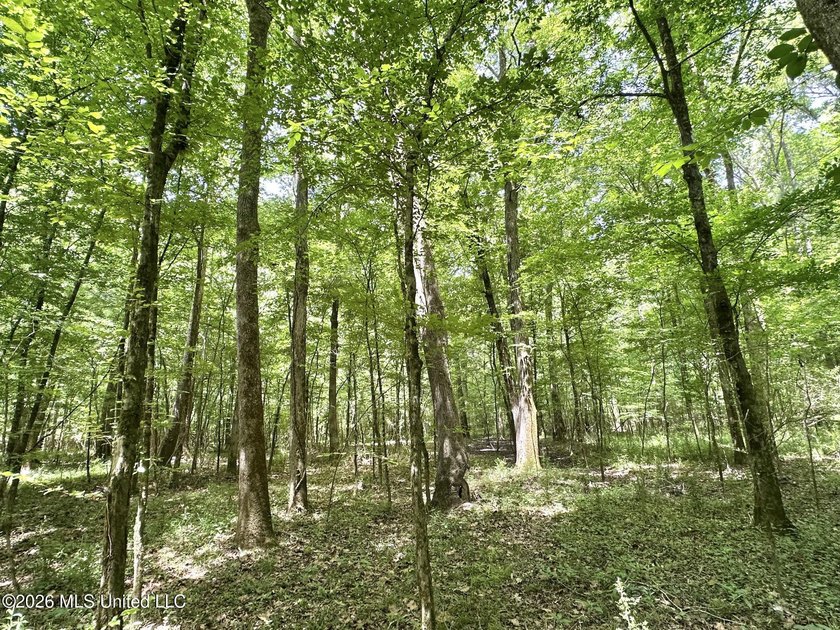 +/- 95 acre timberland and hunting property in northwest Scott - photo 11