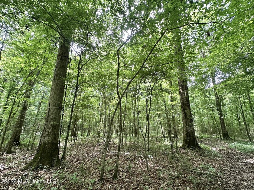 +/- 95 acre timberland and hunting property in northwest Scott - photo 16
