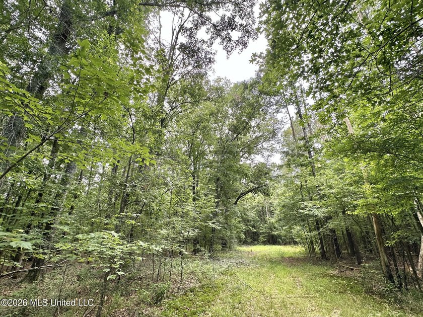 +/- 95 acre timberland and hunting property in northwest Scott - photo 18