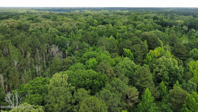 +/- 95 acre timberland and hunting property in northwest Scott - photo 19