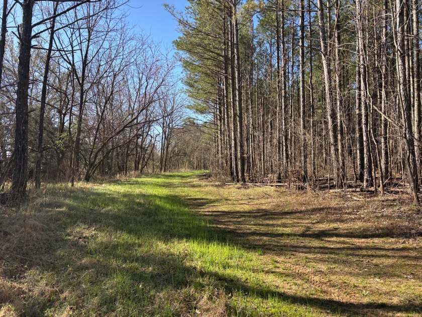 This 86.44 surveyed-acre property offers an excellent blend of - photo 14