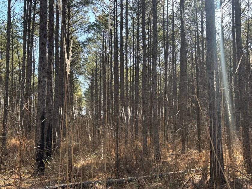 This 86.44 surveyed-acre property offers an excellent blend of - photo 15