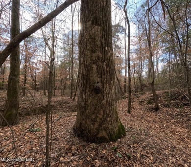 176 Acres near Mendenhall, MS The land is a strong mix for - photo 15