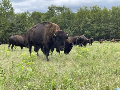 Alabama Hunting land, a premier hunting and fishing destination