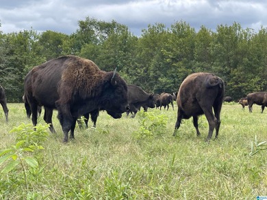 Alabama Hunting land, a premier hunting and fishing destination