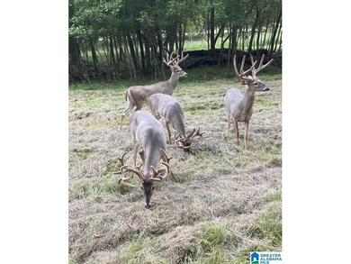 Alabama Hunting land, a premier hunting and fishing destination