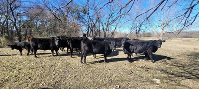 INCREDIBLE land! Keep all 73 acres where you can't see another - photo 13