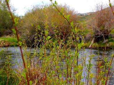 Discover the Lower Parcels of a rare 260acre legacy ranch - photo 15