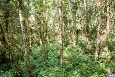 Wake up to mist drifting over Lake Ozette. Eagles overhead - photo 6