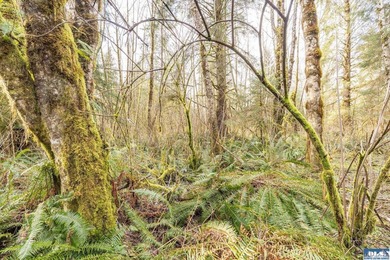 Wake up to mist drifting over Lake Ozette. Eagles overhead - photo 7