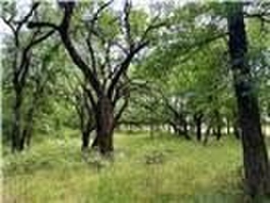 Set across 63 breathtaking acres of rolling East Texas - photo 35