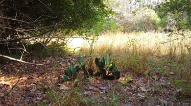 This half-acre property in the established Forest Hills - photo 5