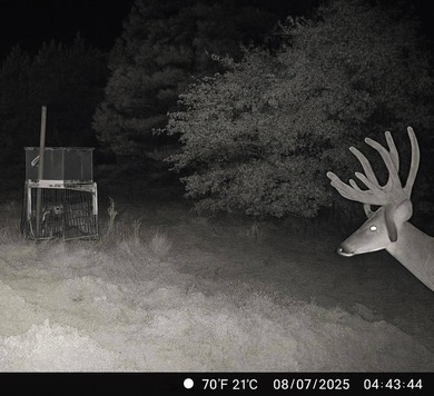 If you're in the Market for world Class Black Bear and Whitetail - photo 2