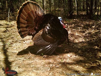 (private lake, pond, creek) Acreage Sale Pending in Dekalb Texas