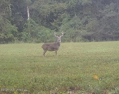 Welcome to Rose Hill Plantation, an extraordinary 388 surveyed - photo 33